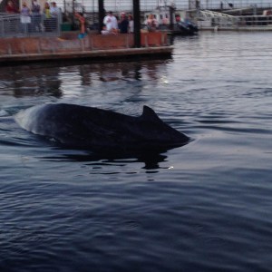 Hardly room to turn around between the docks.
