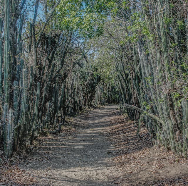 Cactus trail HDR